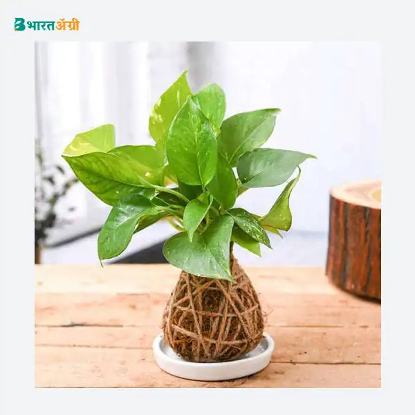 NurseryLive Money Plant Kokedama With Ceramic Plate_1