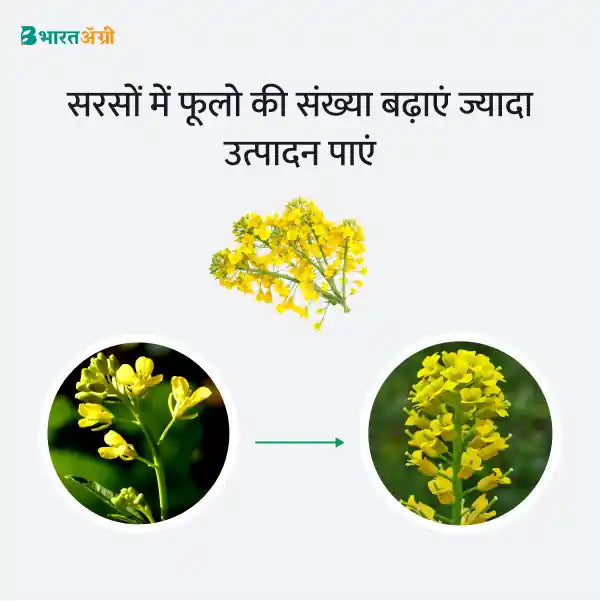 Mustard Badhat Kit - Increase Flowering - BharatAgri Krushidukan_3