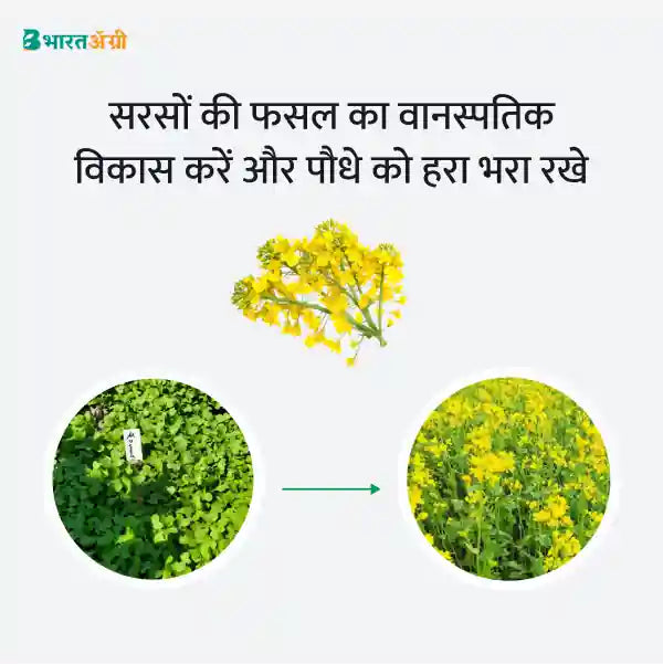 Mustard Badhat Kit - Vegetative Growth (10-30 days) - Krushidukan_3