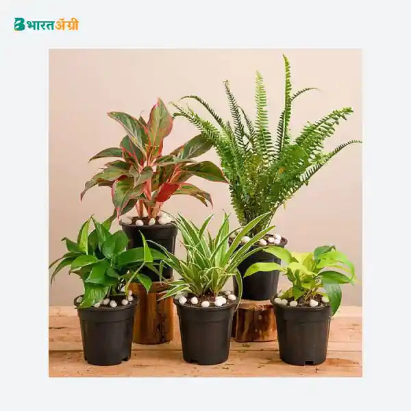 NurseryLive Natural Air Purifier Plants For Summer Cooling_1