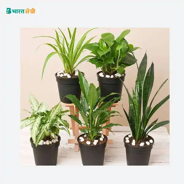 NurseryLive 5 Best Indoor Plants Pack_1 - BharatAgri