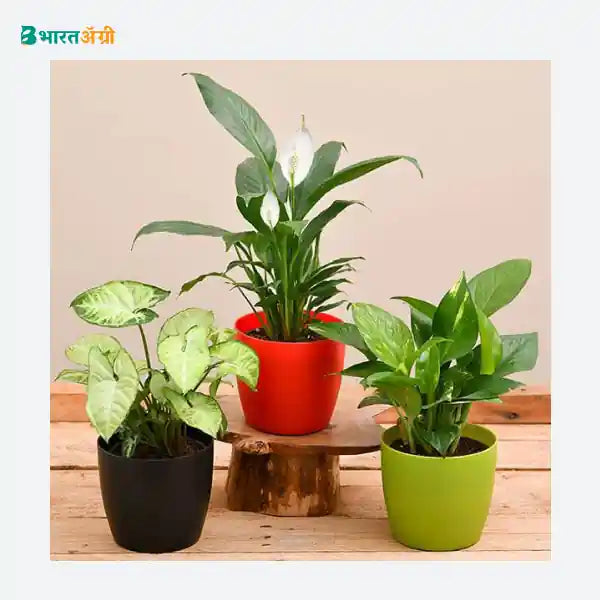 NurseryLive Air Purifying Indoor Plants For Office Desk_1