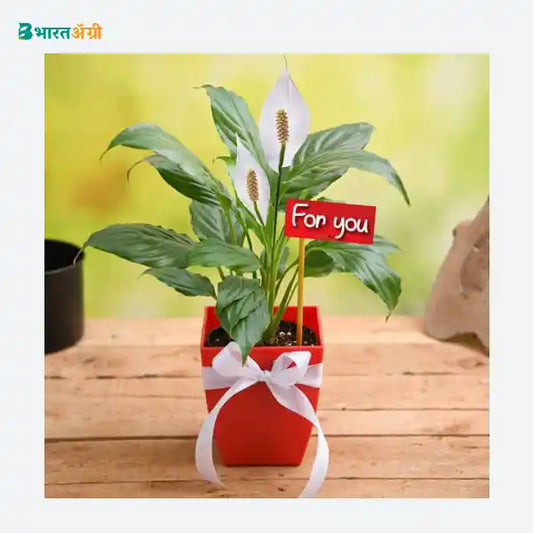 NurseryLive For You Peace Lily Plant_1 - BharatAgri
