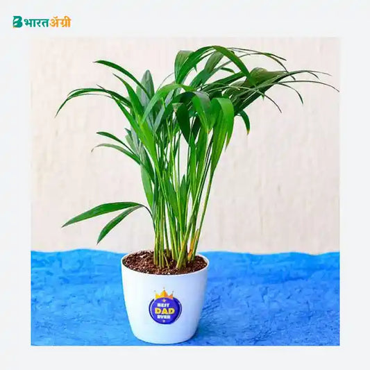 NurseryLive Indoor Areca Palm_1 - BharatAgri KrushiDukan