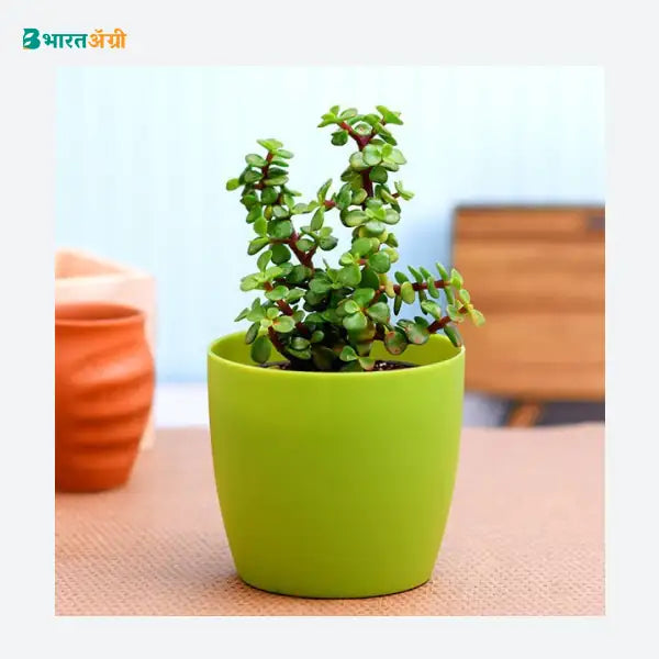 NurseryLive Jade Plant (Green) Succulent Plant_1