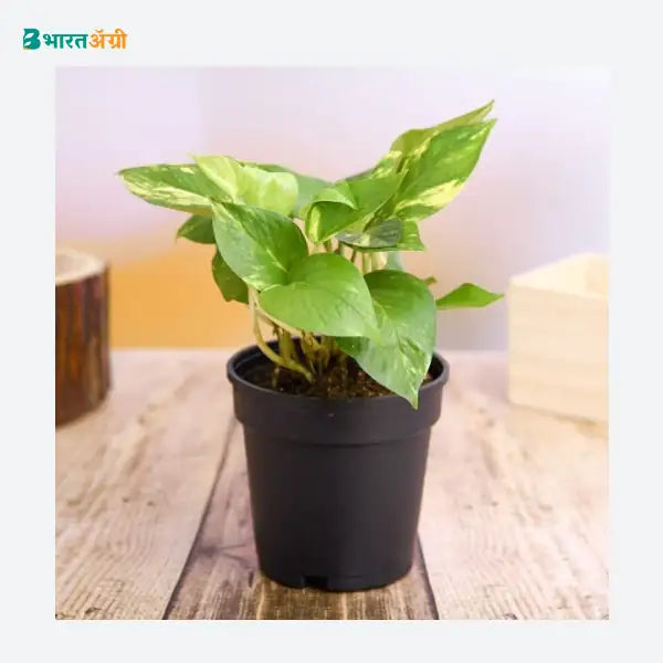 NurseryLive Money Plant, Scindapsus (Green) Plant_1