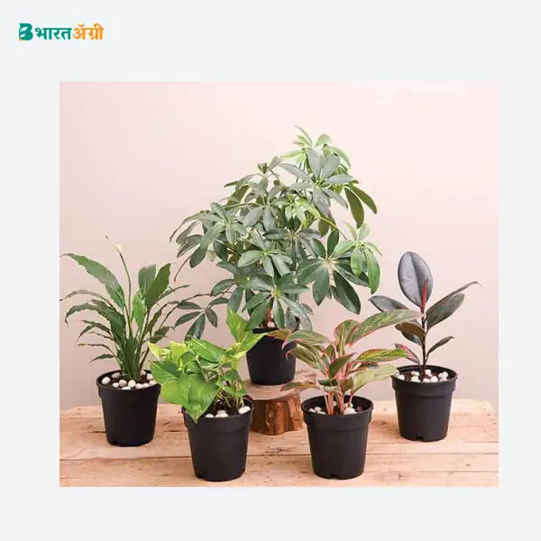 NurseryLive Nasa Top 5 Indoor Plants For Oxygen_1