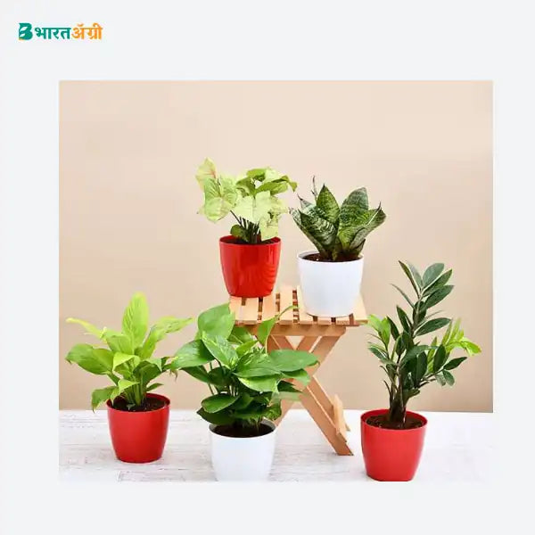 NurseryLive Set Of 5 Plants To Promote Happiness And Joy_1