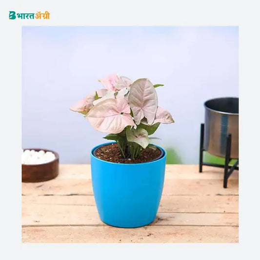 NurseryLive Syngonium ( Pink ) Plant_1 - BharatAgri