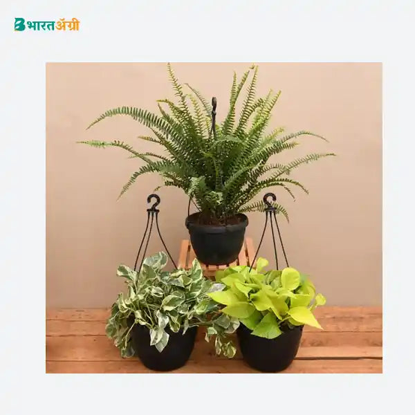 NurseryLive Top 3 Hanging Basket Plants_1 - BharatAgri