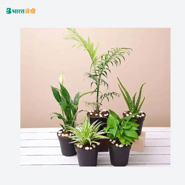 NurseryLive Top 5 Oxygen Bomb Plants Pack_1 - BharatAgri
