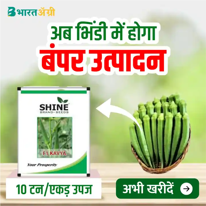 Okra Kavya F1 Seeds - Shine Brand Seeds - BharatAgri Krushidukan_1