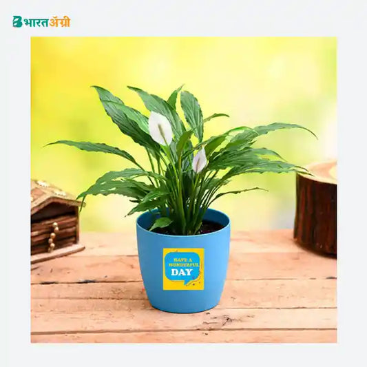 NurseryLive Wonderful Day Peace Lily Plant_1 - BharatAgri