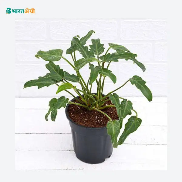 NurseryLive Philodendron Xanadu Green Plant_1 - BharatAgri