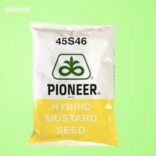 Pioneer 45S46 F1 Hybrid Mustard Seeds | BharatAgri Krushidukan