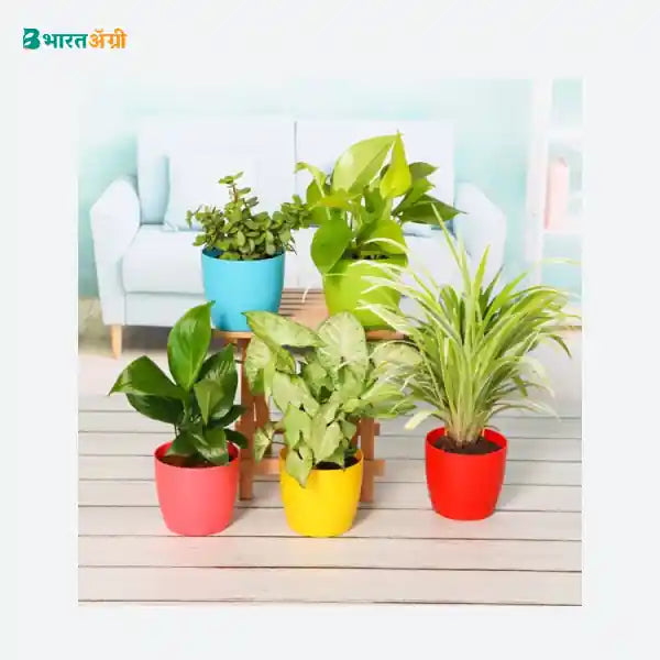 NurseryLive Plant Pack For Healthy Home - Office_1