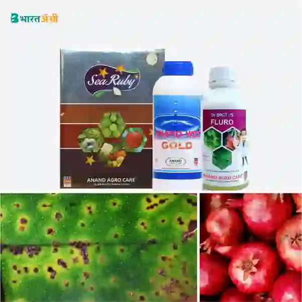 Pomegranate Surksha kit - Bacterial Leaf Spot (15-200 days)1