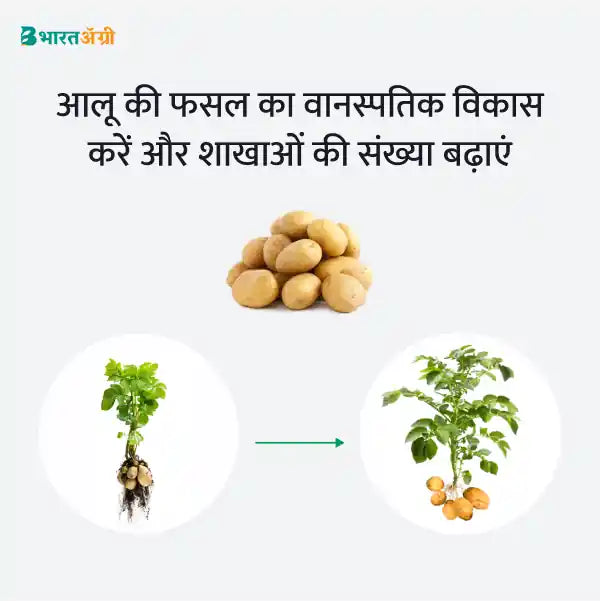 Potato Badhat Kit - Vegetative Growth (10-30 days) - Krushidukan_3