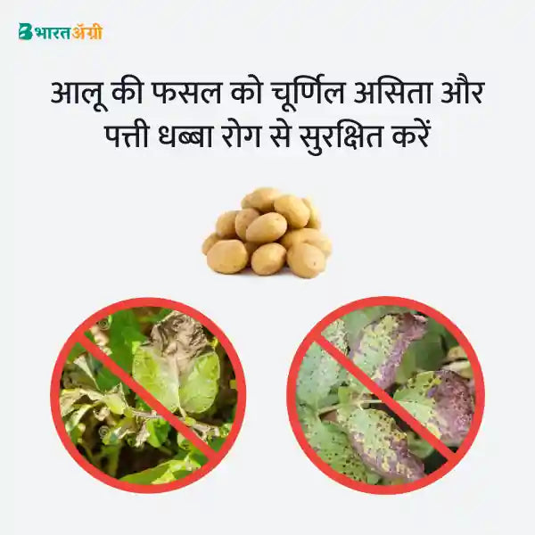 Potato Suraksha Kit - Leaf Spot (25-90 days) - Krushidukan_3