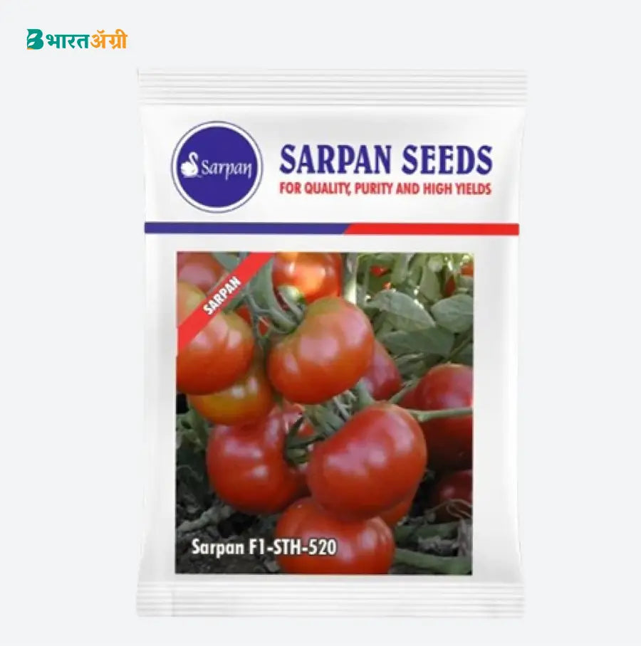 Sarpan F1-STH-520 Hybrid Tomato Seeds | Buy Now