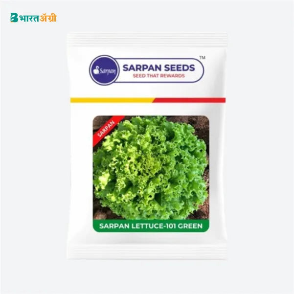 Sarpan Lettuce 101 Green Seeds - BharatAgri Krushidukan