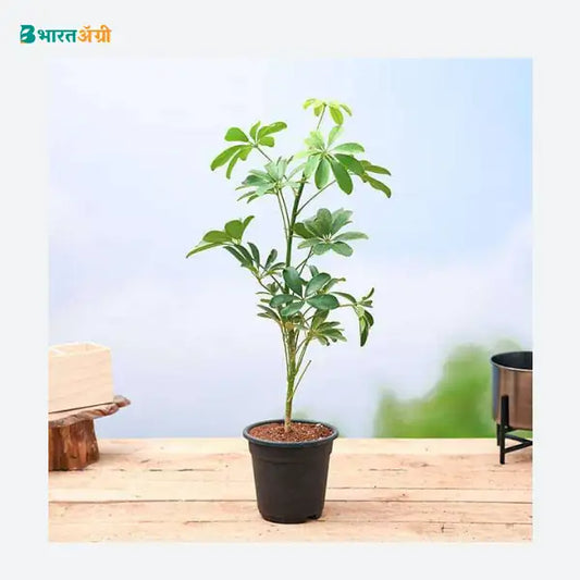 NurseryLive Schefflera Plant_1 - BharatAgri KrushiDukan