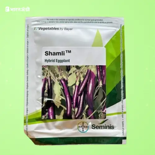 Seminis Shamli F1 Hybrid Eggplant Seeds | BharatAgri Krushidukan