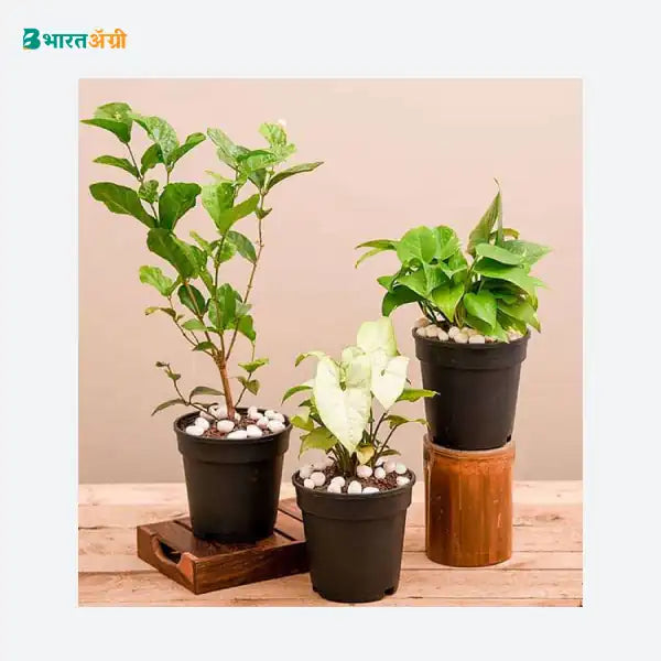 NurseryLive Set Of 3 Air Purifier N Summer Cooling Plants_1