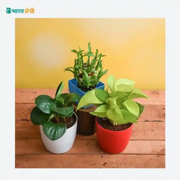 NurseryLive Set Of 3 Small Plants For Luck_1 - BharatAgri
