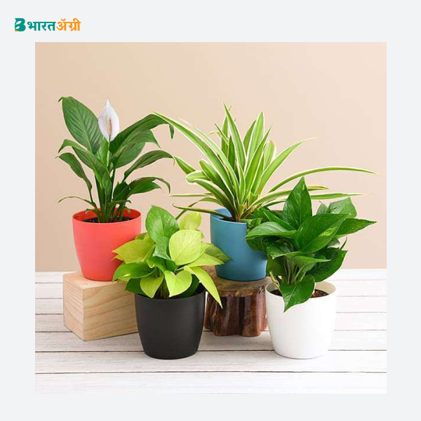 NurseryLive Set Of 4 Goodluck Plants For House_1