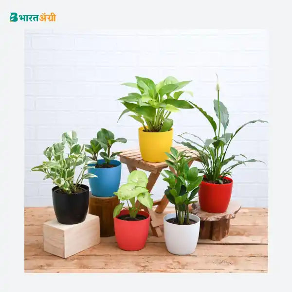 NurseryLive Set Of 6 Plants For Health And Refreshment_1