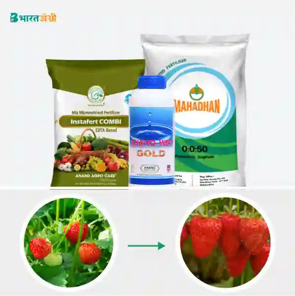 Strawberry Badhat Kit - Weight Gain (80-130 days) - Krushidukan_1