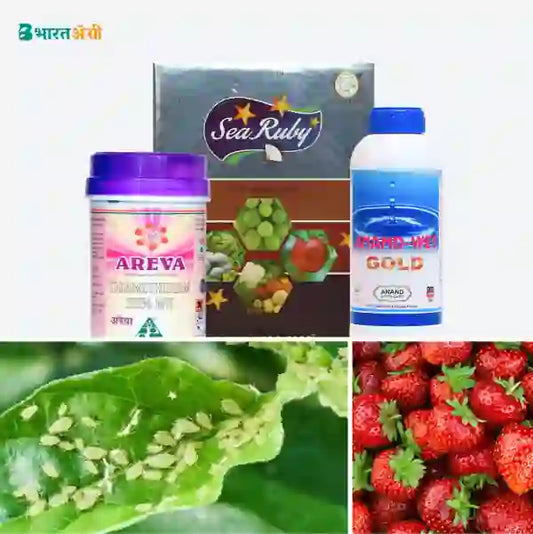 Strawberry Suraksha Kit - Aphid, Thrips, Whitefly (10-100 days)1