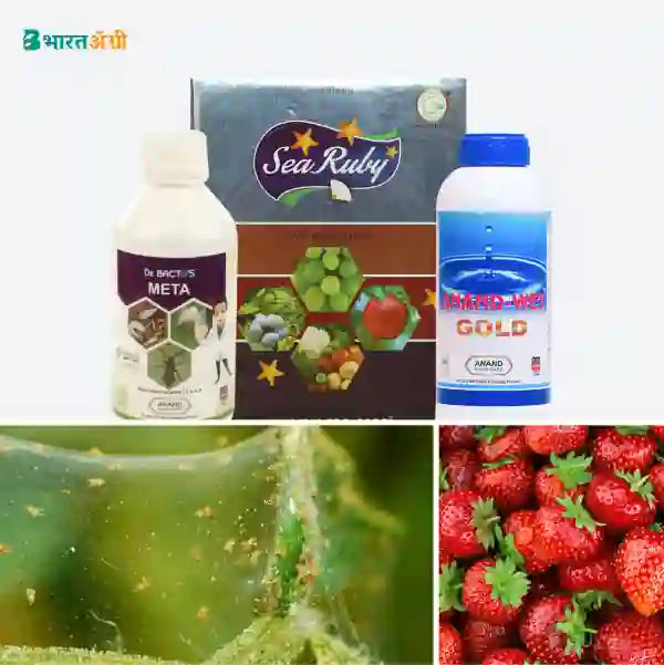 Strawberry Suraksha Kit - Mite and Sucking Pest (10-100 days)1