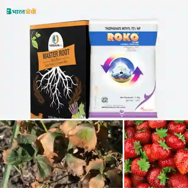 Strawberry Suraksha Kit - Wilt (10-100 days) - Krushidukan_1