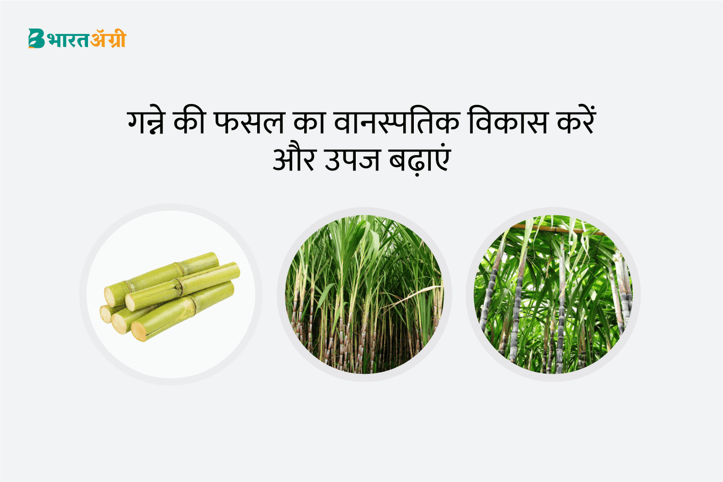 गन्ना बढ़त किट - वानस्पतिक वृद्धि (30-70 दिन) | Sugarcane Badhat Kit - Vegetative Growth (30-70 days) जिओलाइफ, आनंद एग्रो केयर | Geolife, Anand Agro Care
