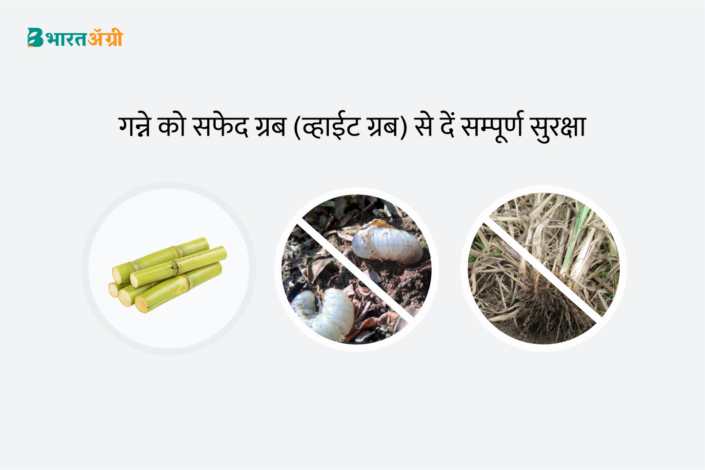 गन्ना सुरक्षा किट - सफ़ेद लठ (0-365 दिन) | Sugarcane Suraksha Kit - White Grub (0-365 days) Anand Agro Care, Dhanuka