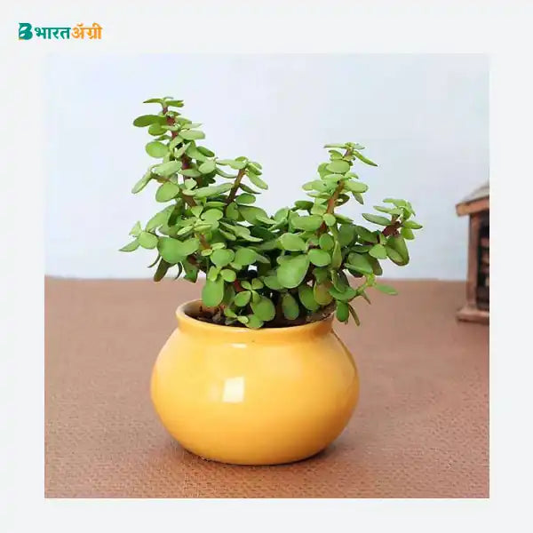 NurseryLive Jade Plant Handi Pot_1 - BharatAgri KrushiDukan