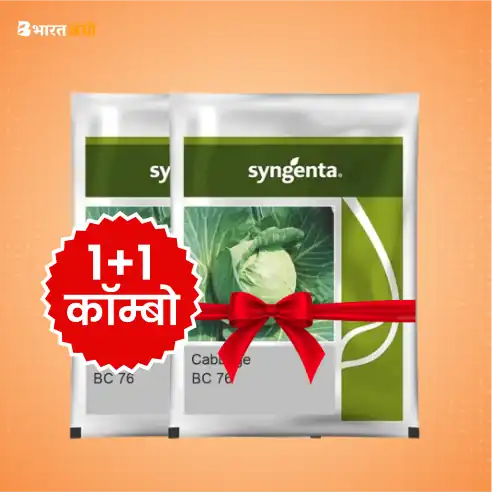 syngenta-bc-76-cabbage-seeds-1-1-combo | BharatAgri