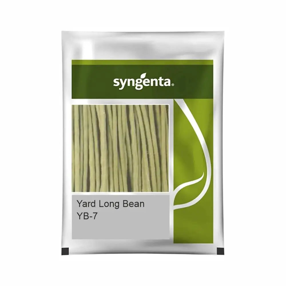 Syngenta YB 7 Bean Seeds (BharatAgri KrushiDukan)