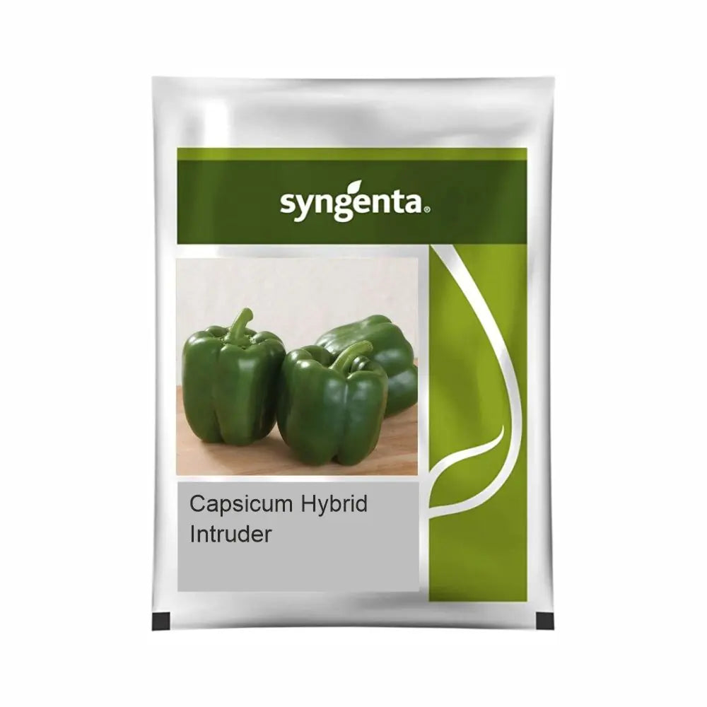 Syngenta Intruder Capsicum Seeds (BharatAgri KrushiDukan)