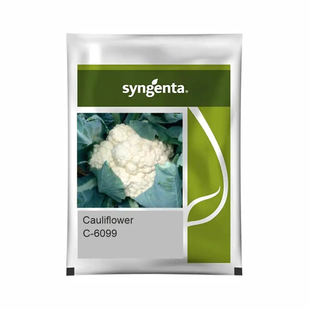 Syngenta C-6099 Cauliflower Seeds (BharatAgri KrushiDukan)