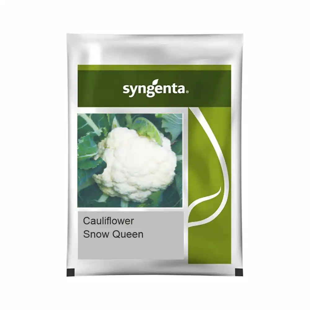 Syngenta Snow Queen Cauliflower Seeds (BharatAgri KrushiDukan)