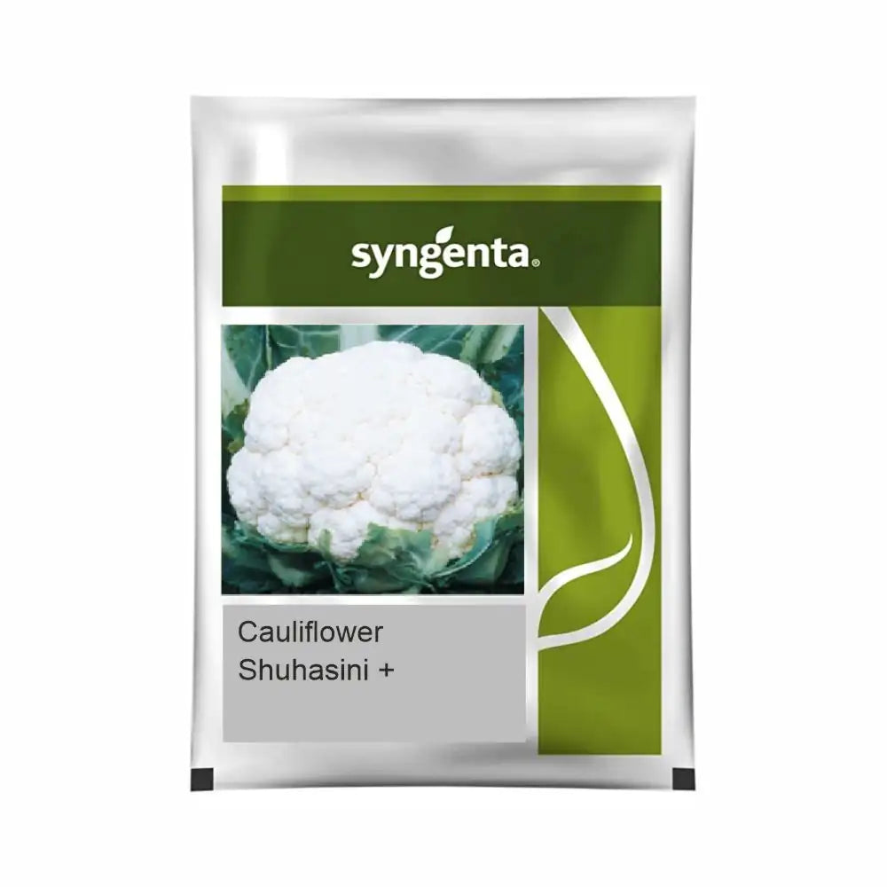 Syngenta Suhasini Plus Cauliflower Seeds (BharatAgri KrushiDukan)
