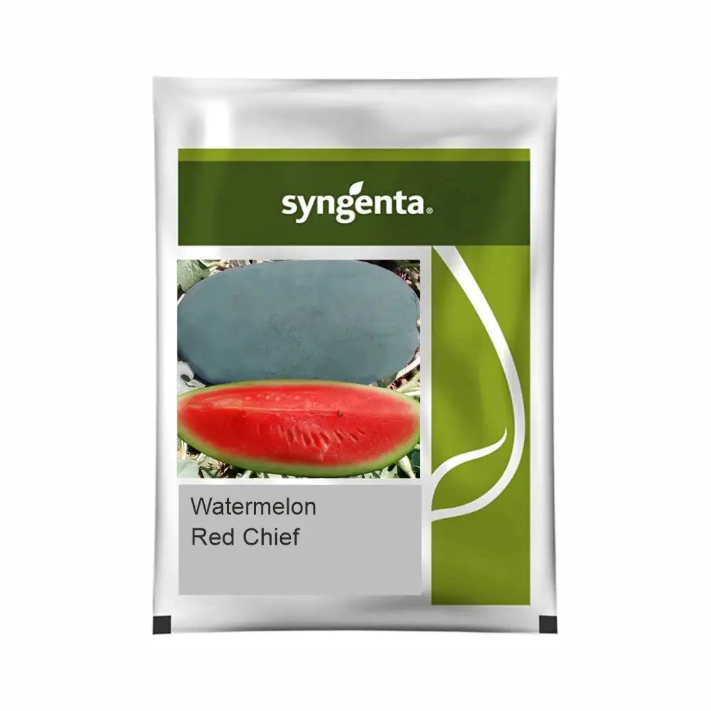 Syngenta Red Chief Watermelon Seeds (BharatAgri KrushiDukan)