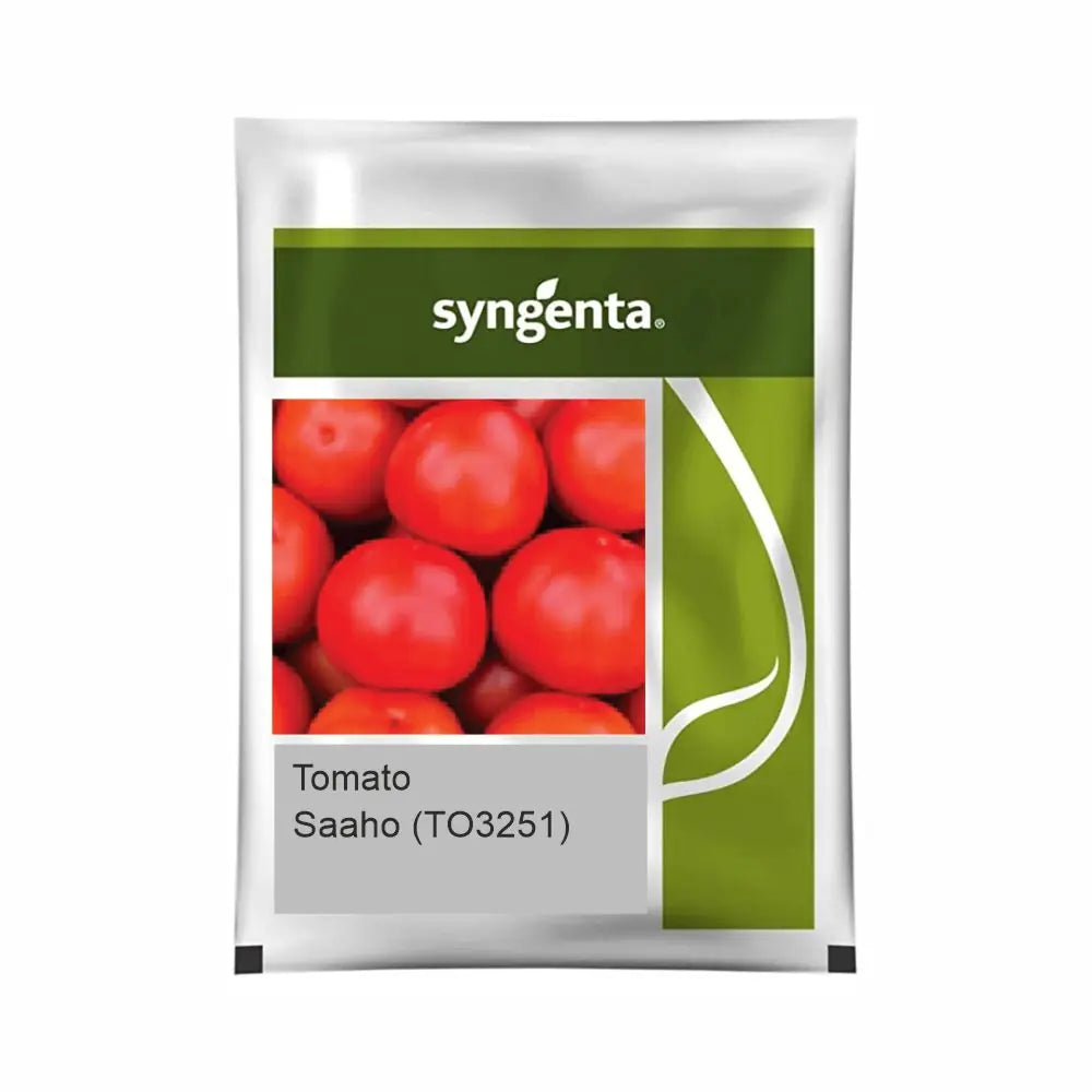 Syngenta Saaho (TO-3251) Tomato Seeds (BharatAgri KrushiDukan)