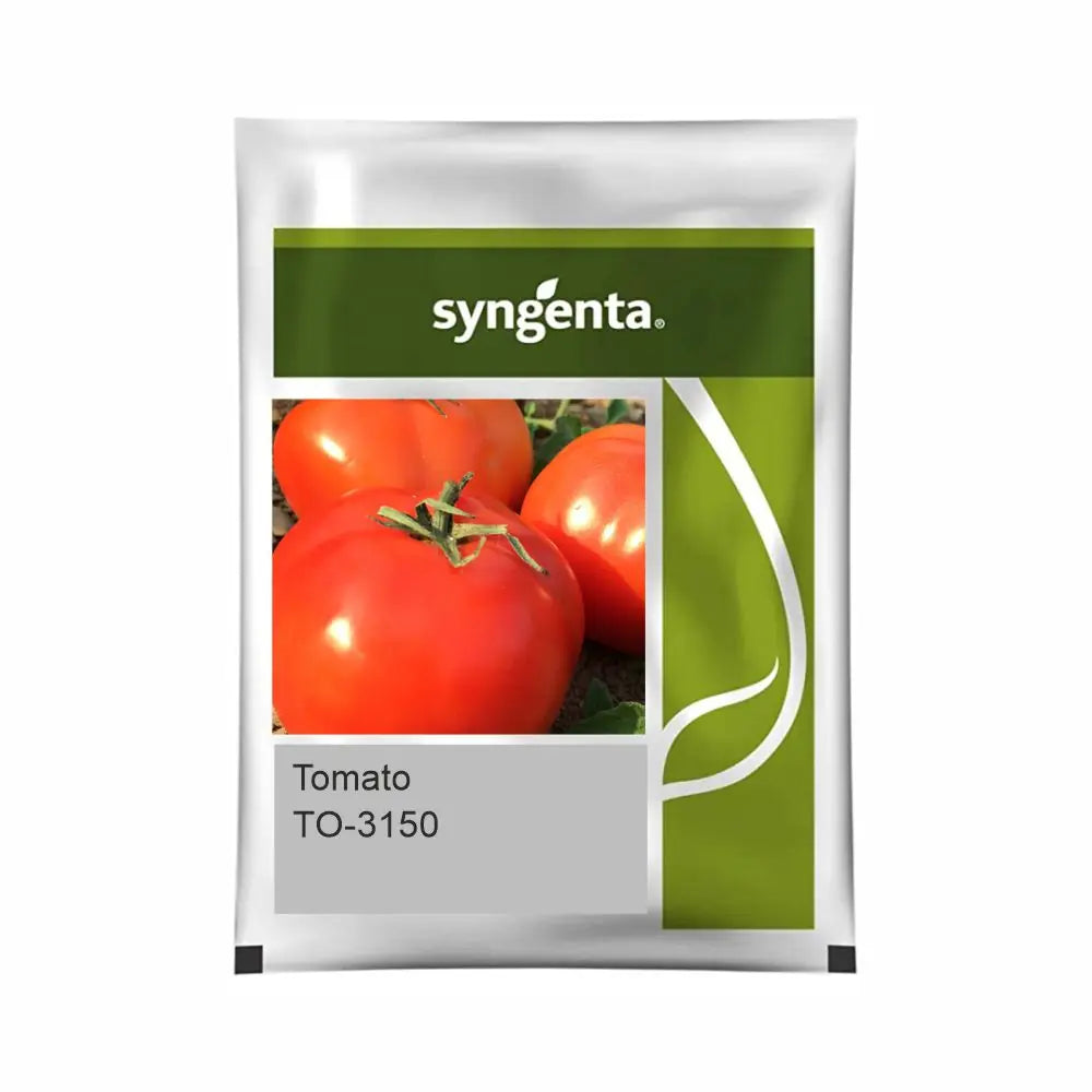 Syngenta TO-3150 Tomato Seeds (BharatAgri KrushiDukan)
