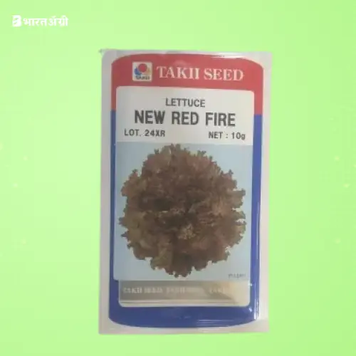 Takii New Red Fire F1 Hybrid Lettuce Seeds | BharatAgri Krushidukan