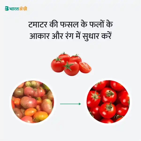 Tomato Badhat Kit - Fruit Size and Color (70-150 days) - Krushidukan_2