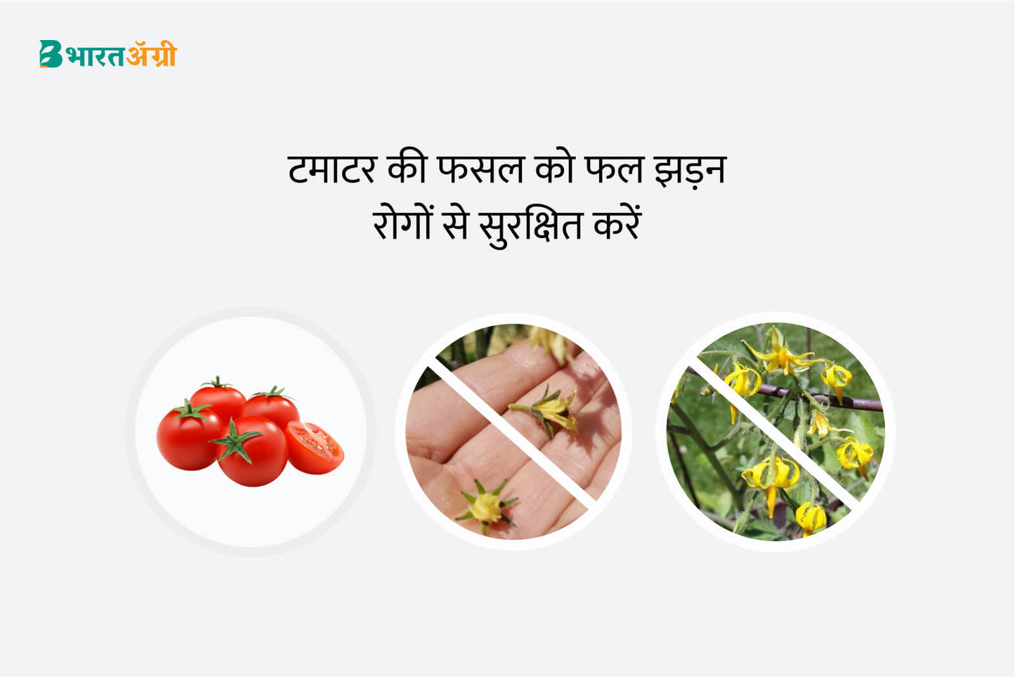 Tomato Stop Flower Drop Badhat Kit | Buy Now And Get Discounts!!